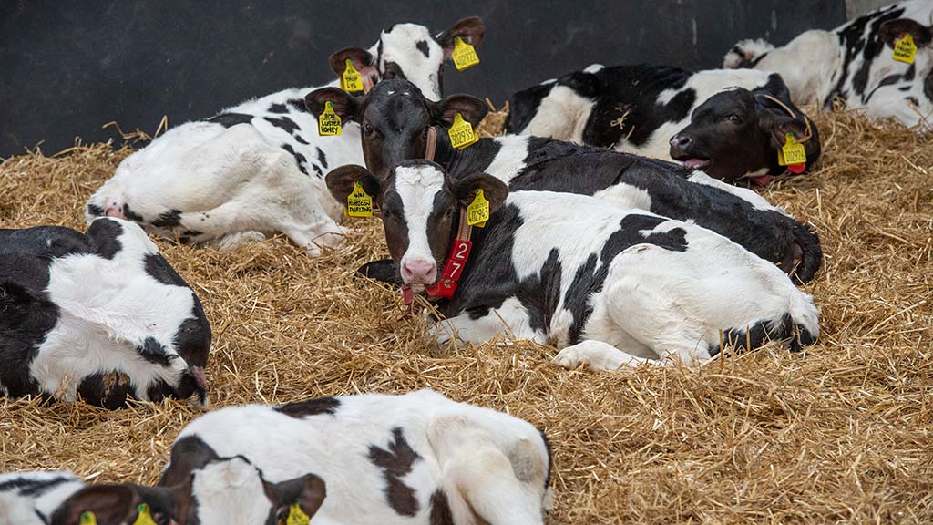 Curbing the risk of crypto in calves