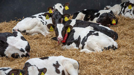 Curbing the risk of crypto in calves