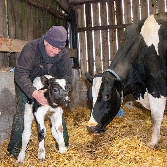 Pasteurising Colostrum Slashes Antibiotic Use