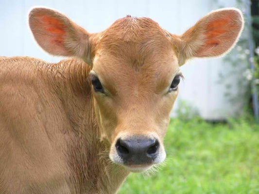 The Essential Role of Calf Scour Powders in Managing Calf Health