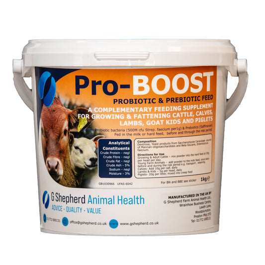 New probiotic can help prevent watery mouth and other lamb infections